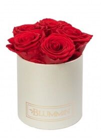 MIDI BLUMMiN - cream box with 5 VIBRANT RED roses, sleeping roses